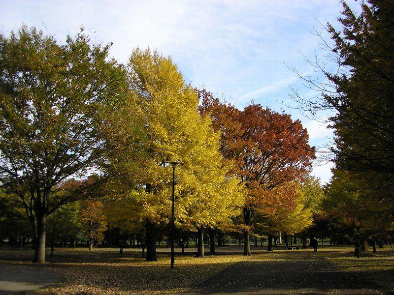 Other local. Koganei Park