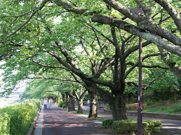 Surrounding environment. Municipal Nogawa green road (about 1510m / 19 minutes walk)