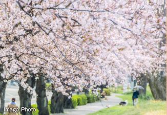 Other. Cherry trees continues, Gentle approach. Also counted in the "Tamagawa 50 Jing". ※ Local surrounding environment (March 2013 shooting)