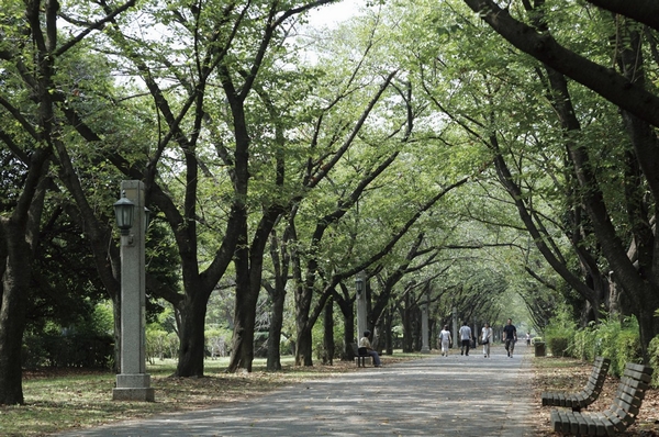 Metropolitan Tatsumi of forest green road park (8-minute walk ・ About 620m) road passing between the trees in the cycling and jogging trails. Flowers and trees you can enjoy the four seasons, such as cherry and roses