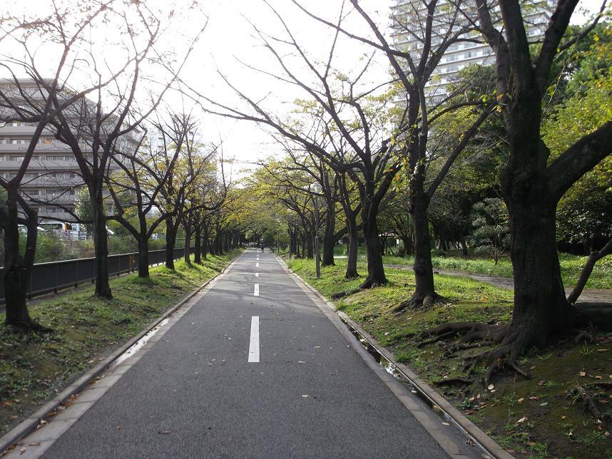 Streets around. The 100m spring to Sendai moat park are in full bloom in the cherry trees