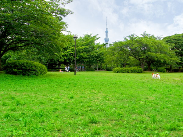 Surrounding environment. Sarue Imperial Park / About 330m ・ A 5-minute walk