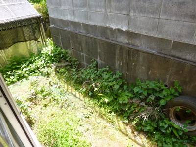 Garden. Garden