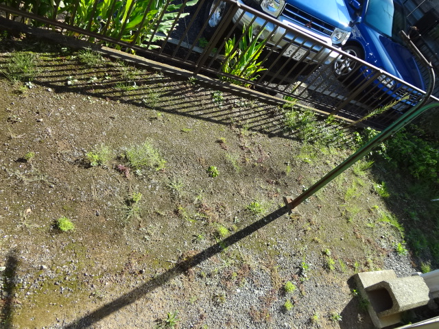 Garden. Garden part