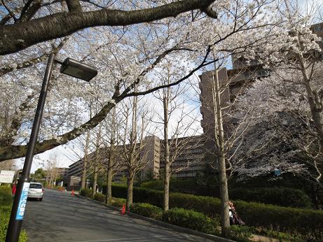 Other local. Bloom cherry on site in the spring