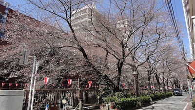 Other. Meguro River 100m until the (other)