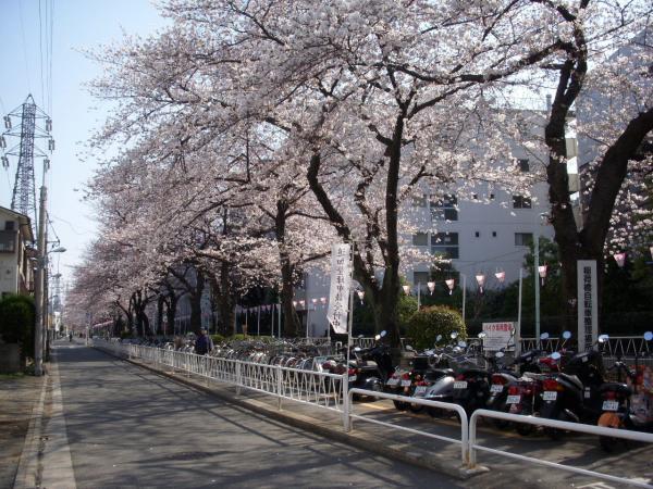 Other Environmental Photo. Season of the green road of 200m cherry to other Environmental Photo. Commuters will be fun.