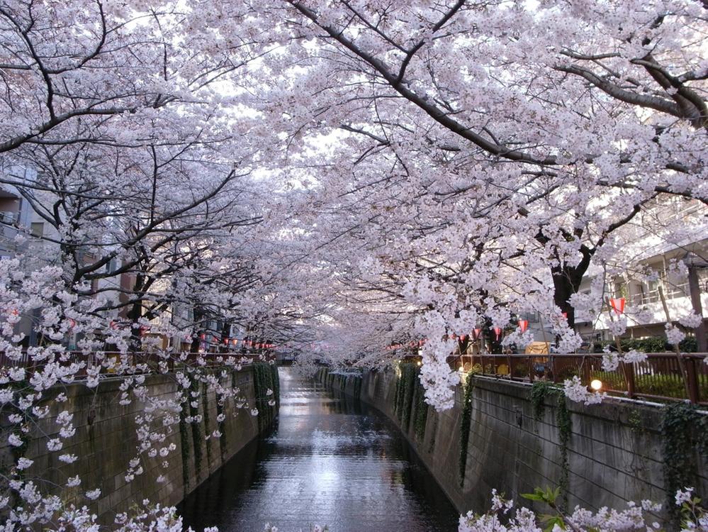 Other. Attractions of Tokyo's leading cherry tree ~ Meguro River ~