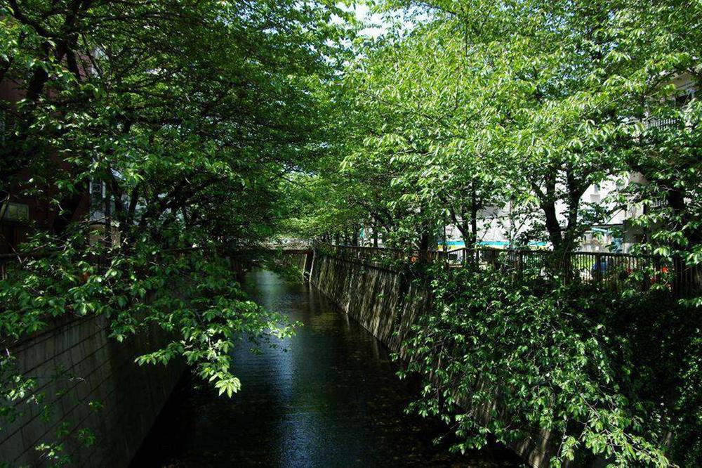 Other. Walk in the Meguro River for a change