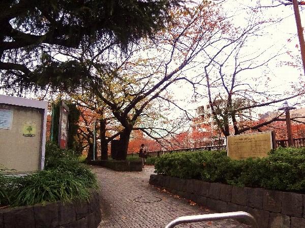 Streets around. The side of the 450m river to Meguro River has become a promenade of cherry trees.