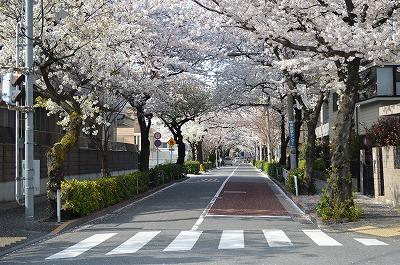 Streets around. Cherry trees of 2m spring to Monument Avenue is a masterpiece
