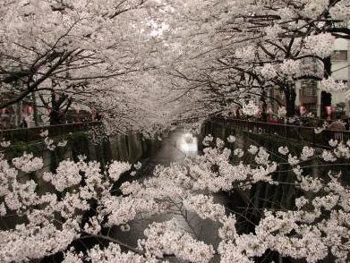 Streets around. Please enjoy the cherry blossoms of the Meguro River in Meguro River near Spring.