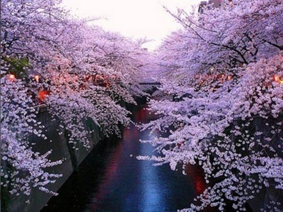 Other. Cherry blossoms in spring in full bloom along the Meguro River