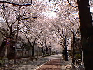 Other. Cherry trees (near Himonya 2-chome) 50m until the (other)