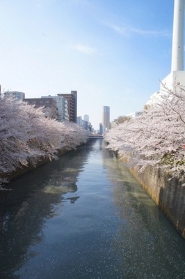 Other. Meguro River 125m until the (other)