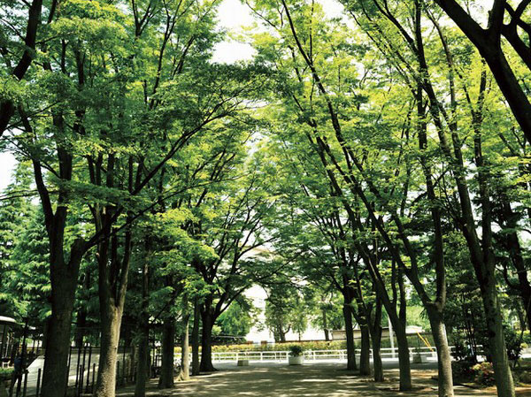 Surrounding environment. Peripheral to such large fountains and cherry tunnel is beautiful in the grove of zelkova is beautiful Setagaya parks and spring Meguro River green road, Rich nature can be found in familiar. (Setagaya park / About 850m)
