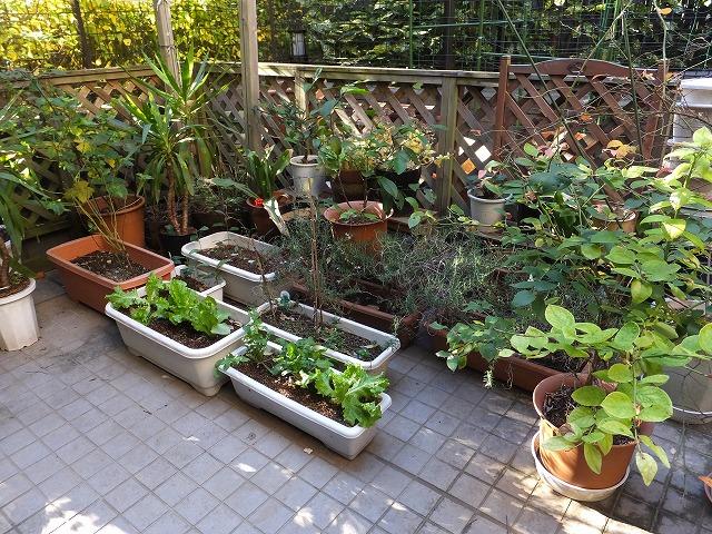 Garden. Good per yang, Vegetables also grow well