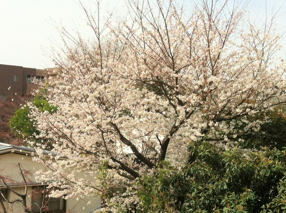 View photos from the dwelling unit. Sakura is visible from the bedroom in the spring.