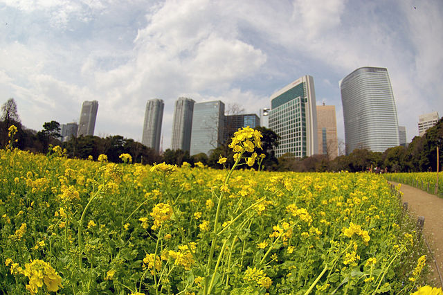 Other. 500m to Hamarikyu Garden (Other)