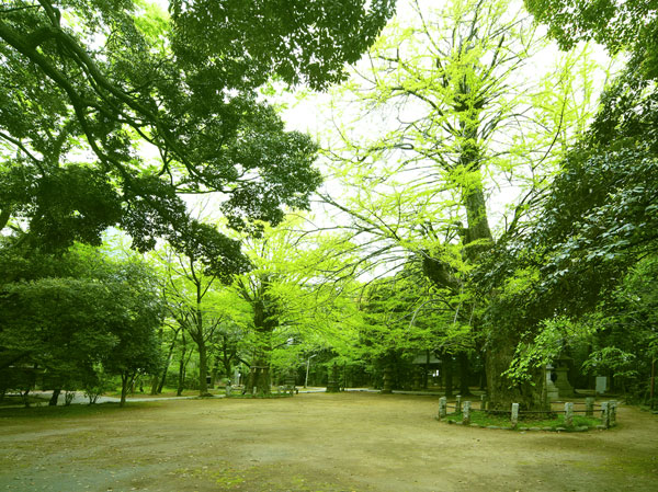 Surrounding environment. Hikawa Shrine (about 220m ・ A 3-minute walk)