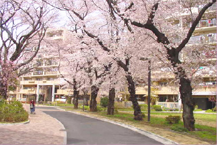 Other common areas. Cherry blossoms in spring is very beautiful.
