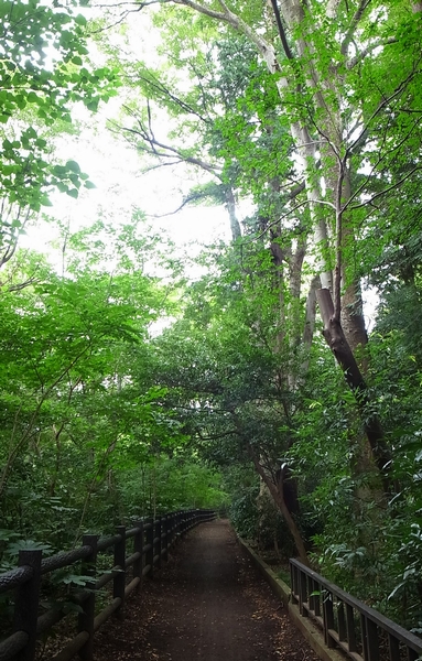  [Inokashira Park] (Walk 11 minutes / About 870m) just by walking, such as the heart is washed, Green depth