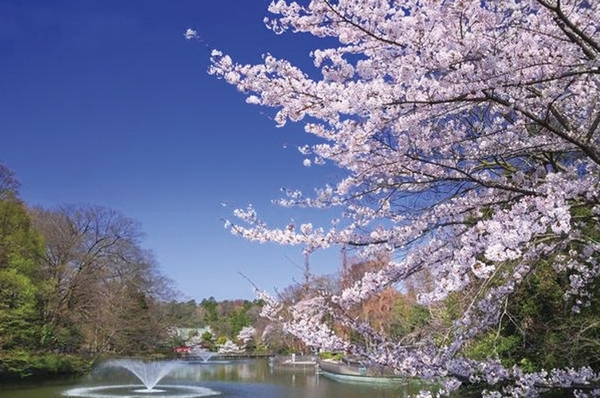  [Inokashira Park] Luxury that can view the cherry blossoms every day in spring