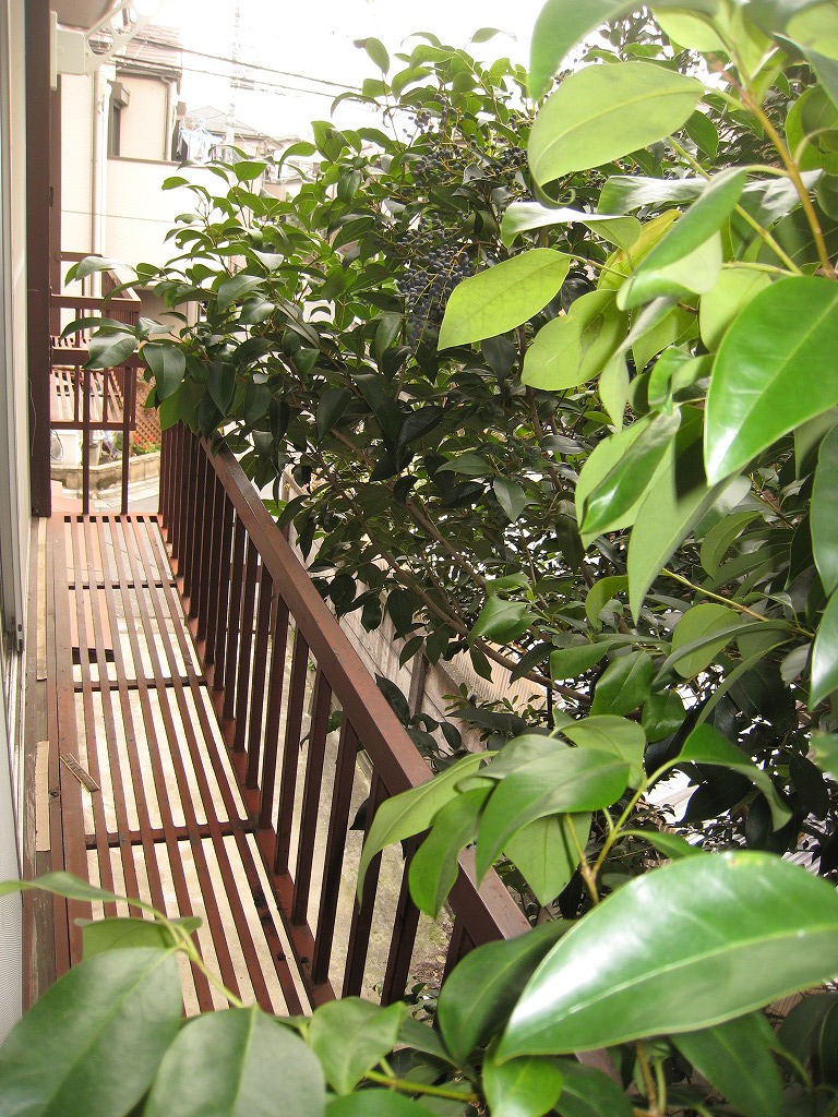 Balcony. Flower box