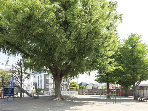 Other. Area 500 sq m strength of the distance of just a 2-minute walk to the "Municipal Wakaba park" from the local. Lush greenery friendly park that play equipment such as swings and slides has been installed between the. Feel free to stop by when the weather is good, You want to become location from the comfort of a parent and child.