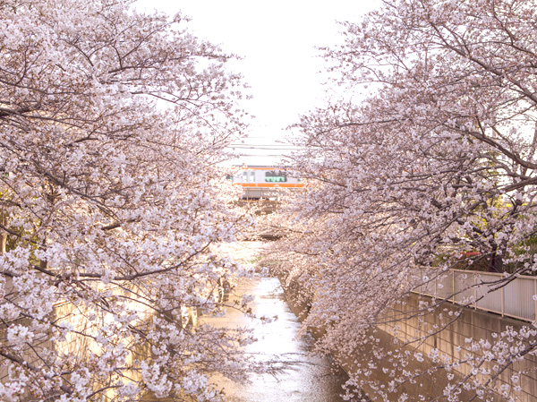 Surrounding environment. Kanda River (about 440m ・ Will show the beautiful scenery of the four seasons as the attractions of the 6-minute walk) Sakura.