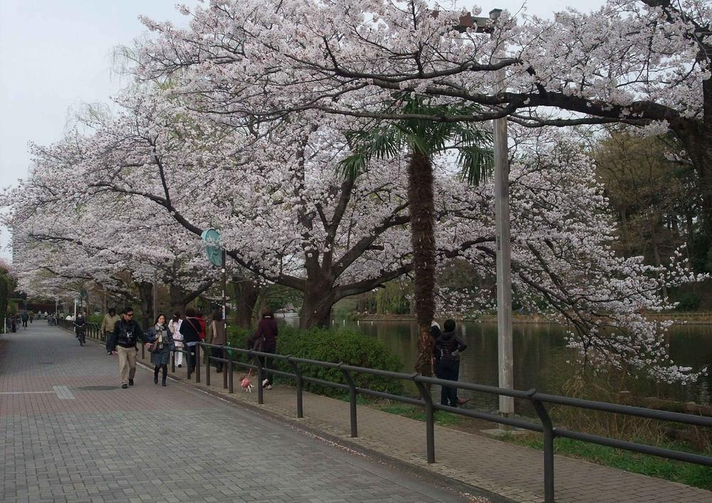 Streets around. Cherry trees on the banks in the 80m spring to Shakujii Park boat pond
