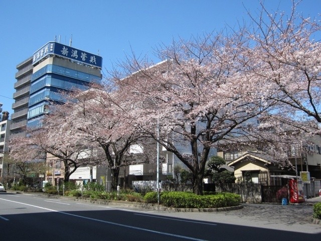 Building appearance. Senkawa street of cherry blossoms in spring is in full bloom!