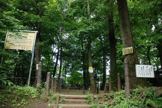 park. 600m to the forest of the Municipal Iatama rest