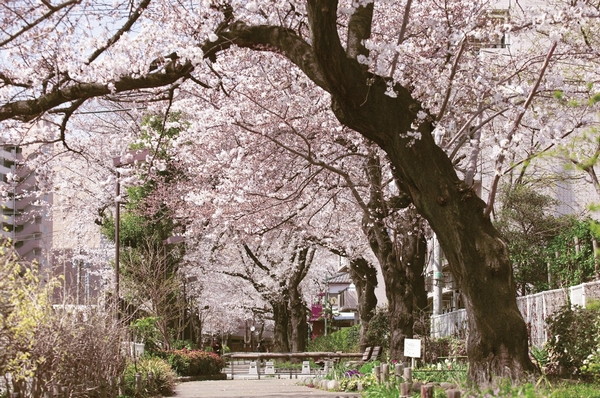 Spring is a beautiful cherry blossoms in full bloom, "Tagara River green road" (370m / A 5-minute walk)