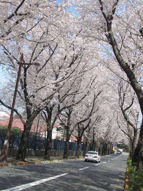 Other. Sakura around property