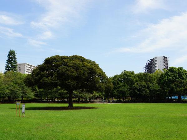 park. Summer clouds park
