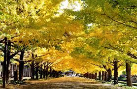park. 421m to Nerima ginkgo tree-lined green space