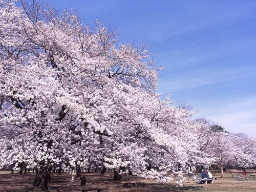 park. Koganei Park