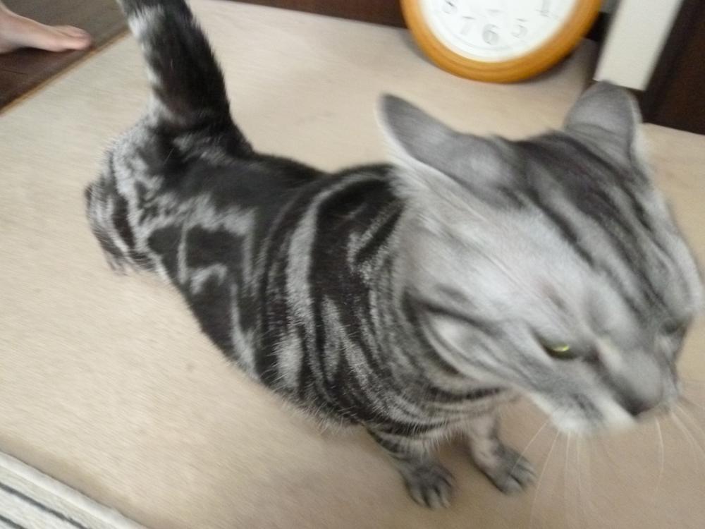 Other. Pet breeding Allowed (Yes Terms)