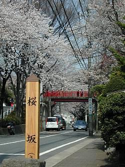 Streets around. We look forward to the time of the 297m cherry tree to Sakurazaka