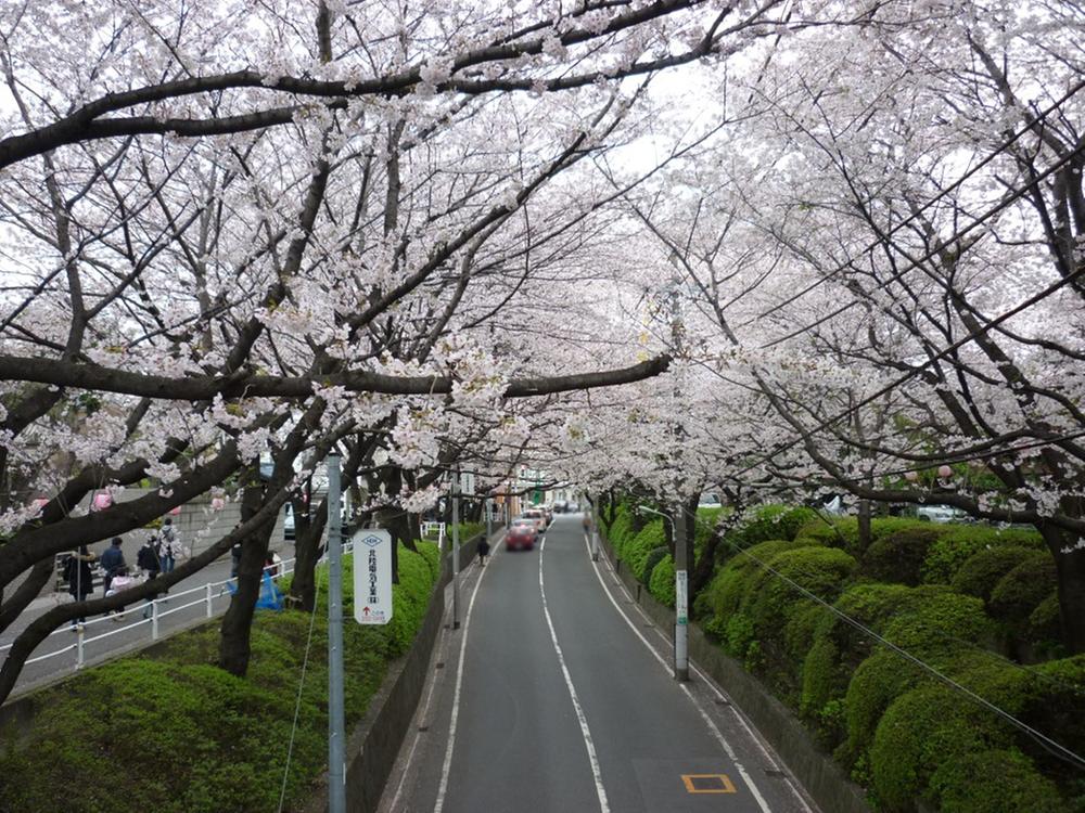 Streets around. Cherry blossoms are very beautiful in full bloom in the 500m spring to Sakurazaka!