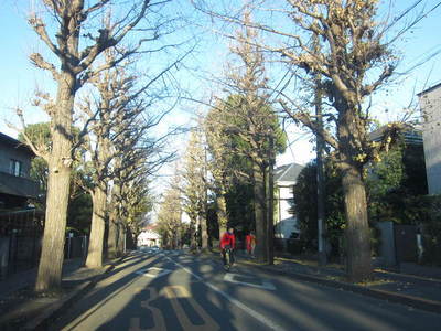 Other. Tree-lined street to the (other) 620m