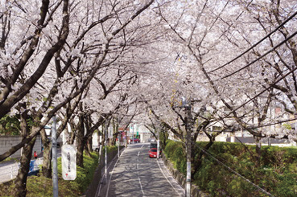 Sakurazaka (6-minute walk / About 440m) cherry attractions in Ota Den'enchofuhon cho. Natural beauty of enough to involuntarily stopped in the season of cherry blossoms