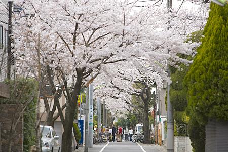 Streets around. 500m until the row of cherry blossom trees of Seijo