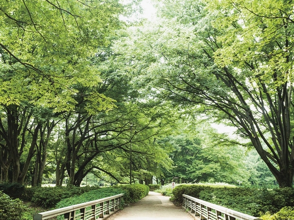 Rich green spread to vast site "Kinutakoen" (about 240m ・ A 3-minute walk)