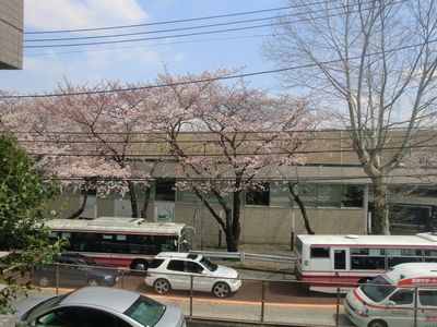 View. It looks good cherry blossoms in spring