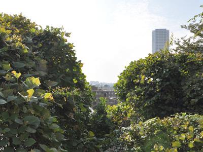 Local land photo