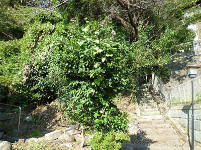 Local land photo