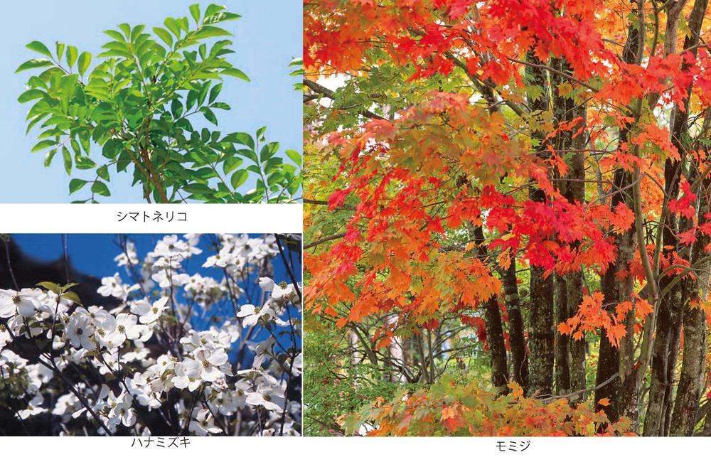 Other. In order to create a friendly streets of the landscape, Dogwood and Fraxinus griffithii, It plans to planting a mix a variety of flowers and trees such as maple. 