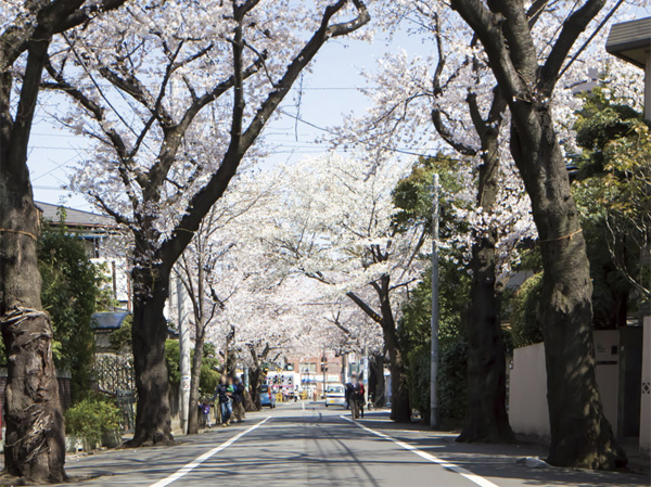 Surrounding environment. Same property to birth in a quiet residential area of ​​the previous. Photo row of cherry blossom trees that follow from "Kamikitazawa" station. (Rib Street / 6 mins ・ About 480m)